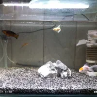 ماهی گیاه خوار آکواریوم