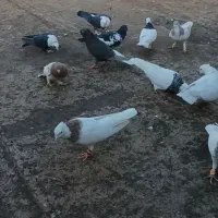 کبوتررنگه هوایی|پرنده|جلگه رخ, |دیوار