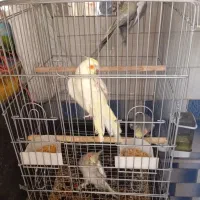 عروس هلندی|پرنده|اقبالیه, |دیوار