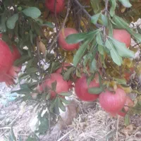 انار درجه یک