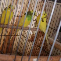 3 مرغ عشق کاملاسالم