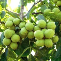 نهالستان گردو و بادام دیرگل و پربار پالیز|خدمات باغبانی و درختکاری|آوج, |دیوار