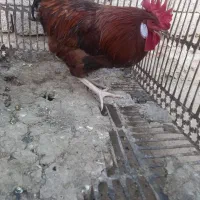 مرغ خروس چهل تاج محلی