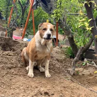 سگ نگهبان سرابی