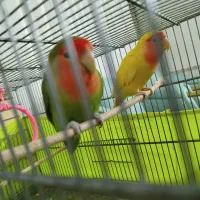 دو عدد طوطی برزیلی بدون قفس