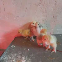 جوجه برهما، مرندی، لاری،گلین لری|حیوانات مزرعه|تهران, گیشا|دیوار