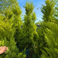 لاوسون جعبه و‌ گلدان ۱۲ رو مستقیم از من گل کار بخر