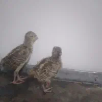 جوجه های زینتی|حیوانات مزرعه|مشگین شهر, |دیوار