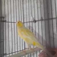 قناری نر بخون مست