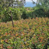 فتونیا فوتونیا.  یاس هلندی کاج طلایی لاوسون|گل و گیاه طبیعی|املش, |دیوار