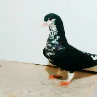 کبوتر رنگه و آلمانی سار، ساده، سفید|پرنده|نصر آباد, |دیوار