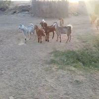 ده‌تا‌کهر‌...۱۷‌بز‌ابسن۲۰‌روزه‌تا‌زایمان|حیوانات مزرعه|جیرفت, |دیوار