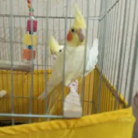 یک جفت عروس هلندی سالم نروماده