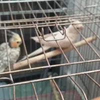 یک جفت عروس هلندی با یک جوجه|پرنده|تهران, منیریه|دیوار