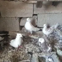 کفتر دمبی همه رنگ|پرنده|آذرشهر, |دیوار