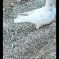 کفتر|پرنده|بشاریات, |دیوار