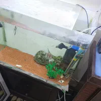 آکواریوم ۶۰ سانتی|ماهی|پرند, فاز ۶|دیوار