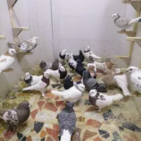 کبوتر ماده|پرنده|شیراز, گویم|دیوار