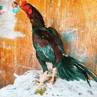 ۳عدد خروس لاری اصیل