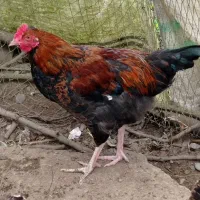۴ عدد خروس جوان بالغ اطراف لشت نشا