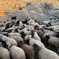 گله گوسفند بعلت تغییر شغل بفروش میرسه|حیوانات مزرعه|هلیلان, |دیوار