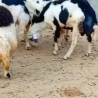 بره قوچ پلنگی خال سیاه و پوست گاوی