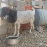 فروش بز آبستن دوقلو زا پر شیر