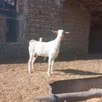 یک چینی آبست شیری