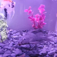 کت فیش|ماهی|چهاردانگه (تهران), |دیوار