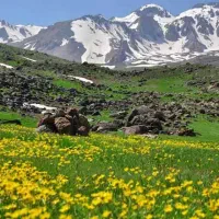 نیازمند کارگر ساده جهت چوپانی (منطقه اردبیل)