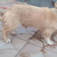 واگذاری سگ تریر|سگ|پردیس, فاز ۶|دیوار