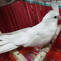 عروس هلندی|پرنده|یزد, |دیوار