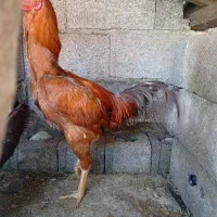 خروس لاری