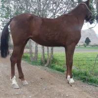 مادیان