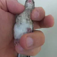 سهره چونه ماده