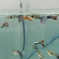 کپی بیگ ایر رد موزاییک|ماهی|بروجرد, |دیوار