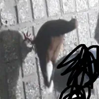 کفتر گمشده‌است ‌در‌اغوی