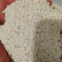 فروش برنج محلی