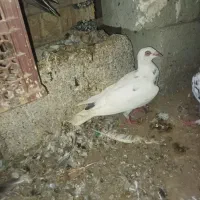 کفتر پلاکی ایرانی پاکستانی جمله|پرنده|بند زرک, |دیوار