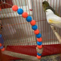 قناری|پرنده|یزد, |دیوار