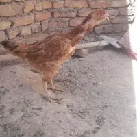 مرغ لاری ۴ عدد با۶عددجوجه برهما