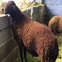 گوسفند نصفه گوشت تضمینی چاق کم شکم باقصاب رایگان