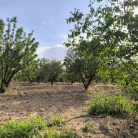 باغ با حق آبه دایمی وسندار نزدیکی پل زمانخان|فروش زمین و ملک کلنگی|نجف‌آباد, شهدا|دیوار