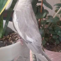 فروش دوعدد عروس هلندی ماده سالم سرحال|پرنده|میانه, |دیوار