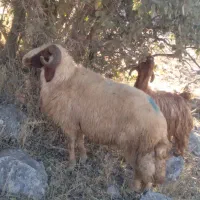 قوچ شک ورن سنجابی اصیل|حیوانات مزرعه|دالاهو, |دیوار