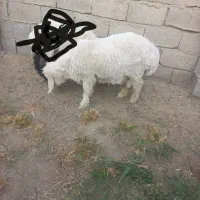 قوچ خیلی چاق چله