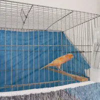 قناری نر|پرنده|ملایر, |دیوار