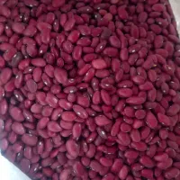 لوبیا چیتی و لوبیا قرمز درجه یک