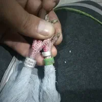 کبوتر گرفتنی پلاکی مسافتی