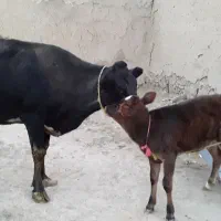 یک رای گاو شیری همراه با گوساله